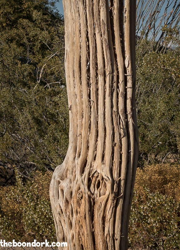 Saguaro cactus bones Ben Avery's gun range