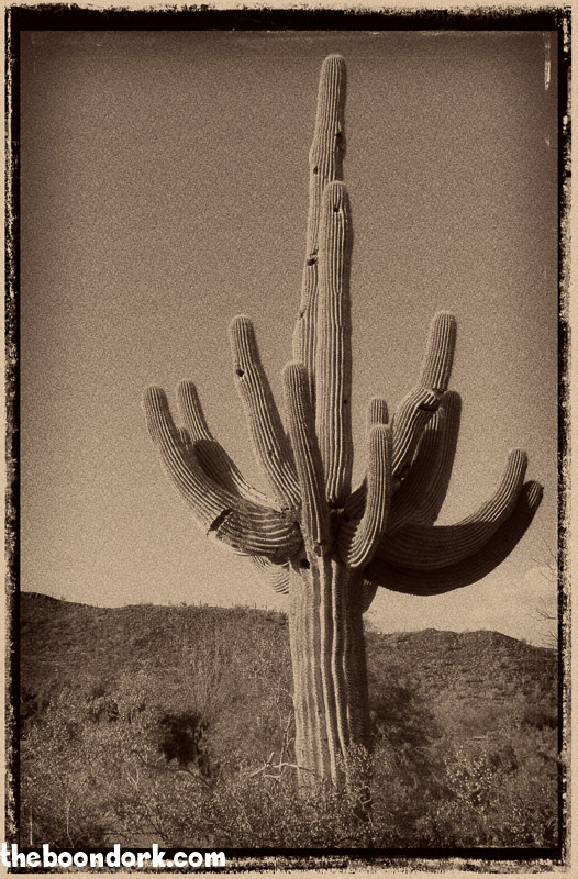 Old Saguaro cactus Ben Avery's campground Phoenix Arizona