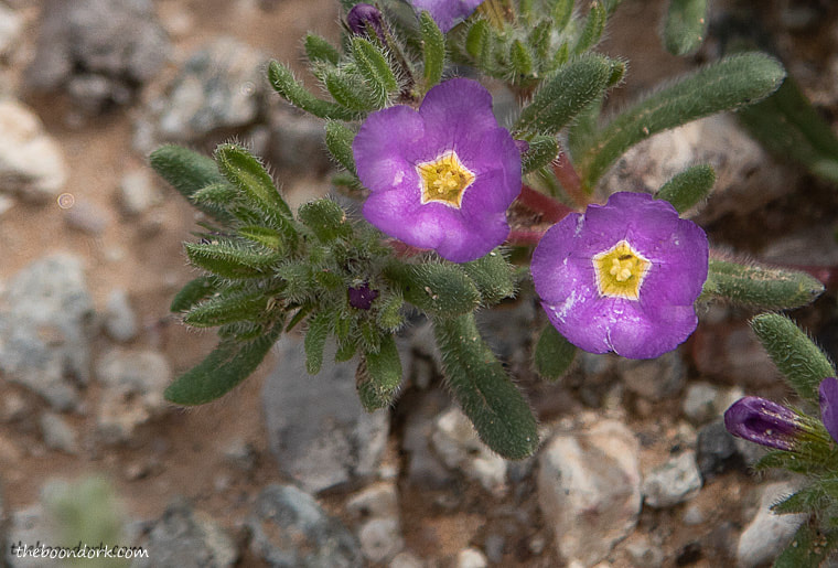 Tiny purple flowers.