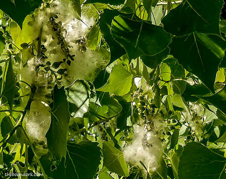 Cottonwood trees Picture