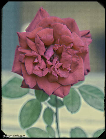 Old Rose Picture