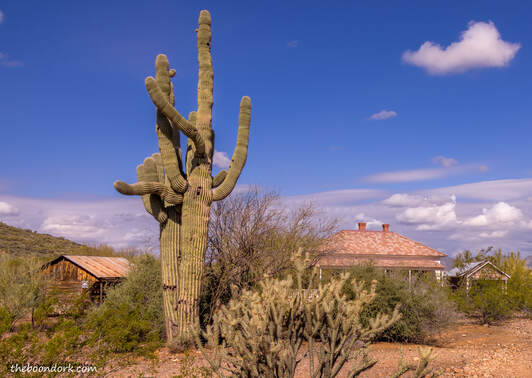 saguaro cactusPicture