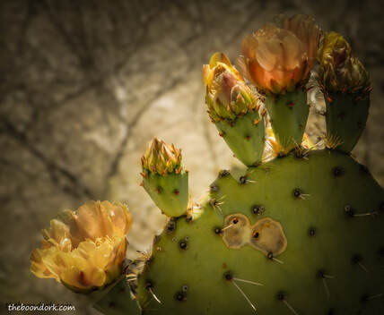 prickly pear cactusPicture