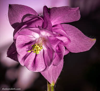Columbine flower Picture