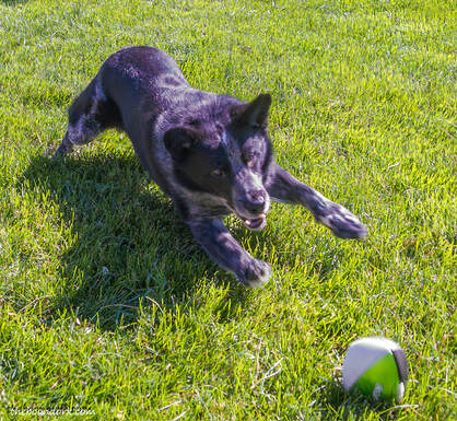 Dog chasing a ball Picture