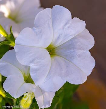 white flowerPicture