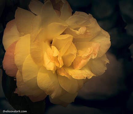yellow RosePicture