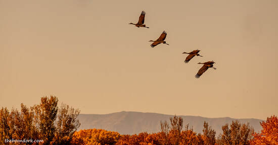 Sandhill cranes on the wingPicture