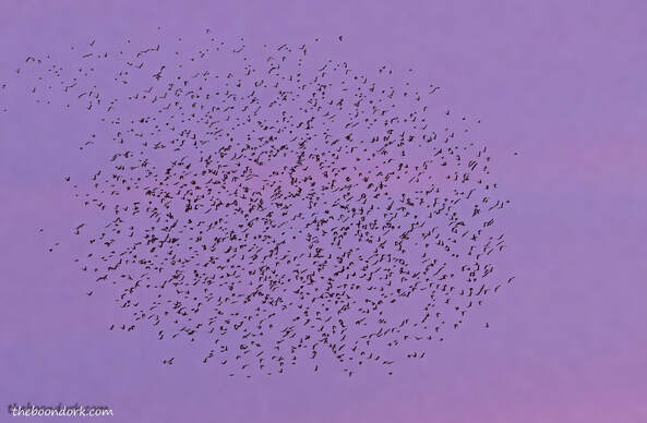 Large flock of birds Picture