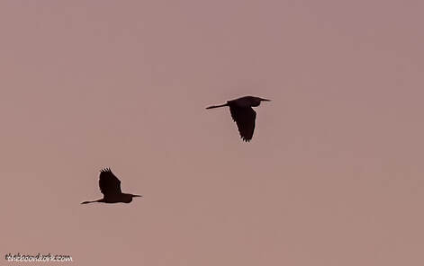 Birds silhouette Picture