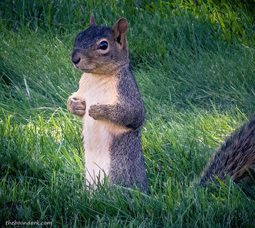Colorado squirrel Picture