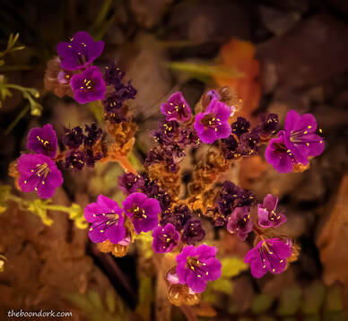Desert purple flowers Picture