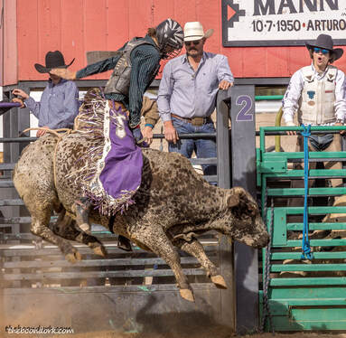 Pima County Fairgrounds bull riding Picture