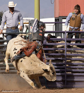 Bull riding Pima County Fairgrounds in Tucson Arizona Picture