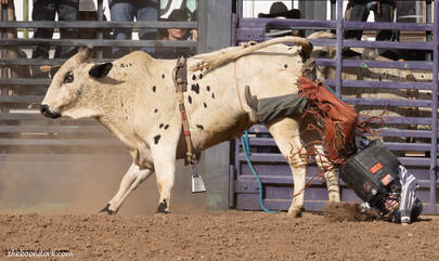 Bull riding Pima County Fairgrounds Picture