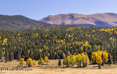 Fall colors Colorado Picture