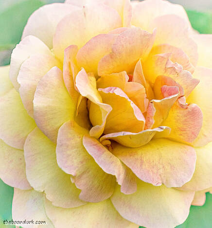 yellow rose Picture