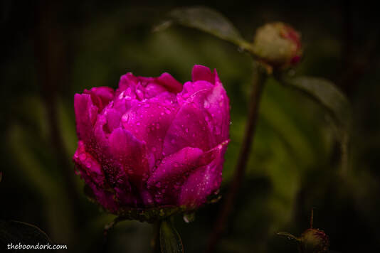 peony flower Picture