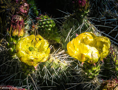 Cactus flowers Picture