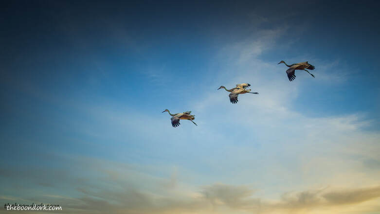 Sandhill cranes on final approachPicture
