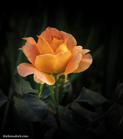 Golden RosePicture