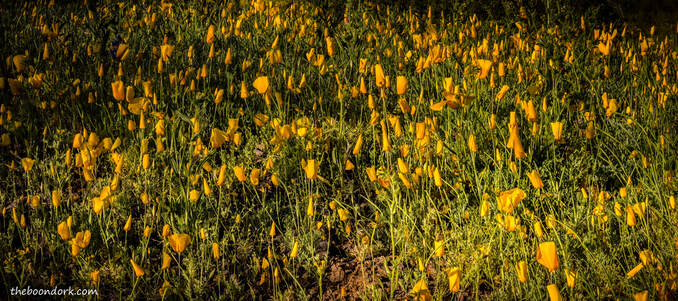 Mexican poppies Picture