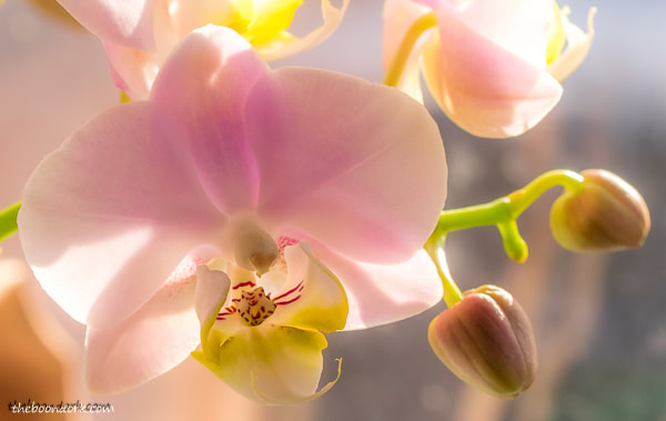 Pink orchids Denver Colorado